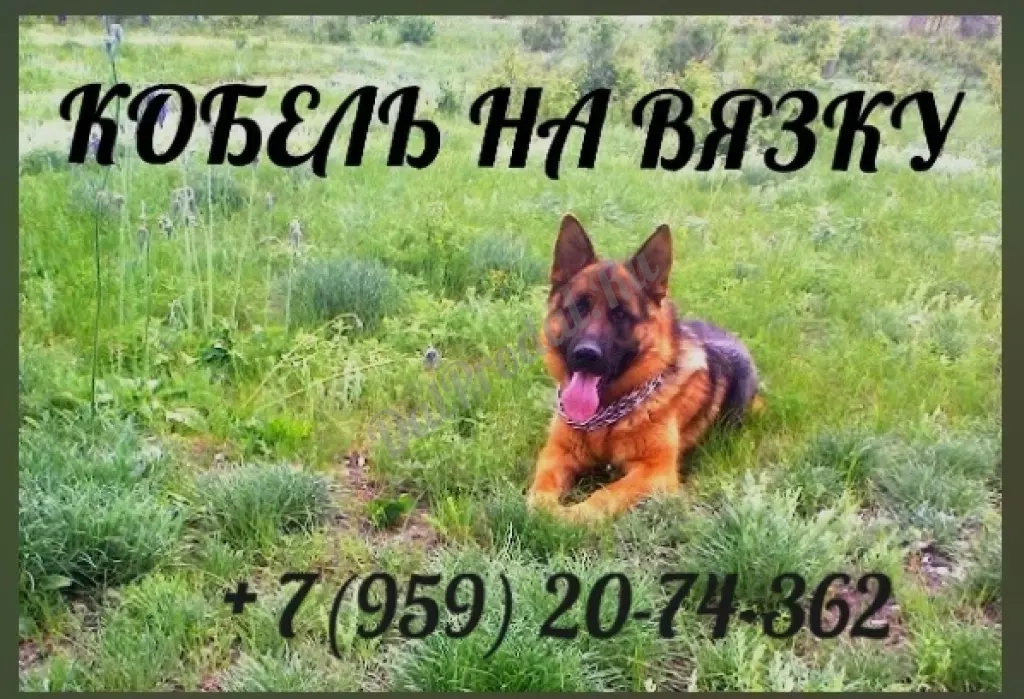 Кобель немецкой овчарки приглашает на вязку.