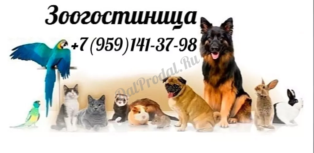 Передержка. Зоогостиница для питомцев.
