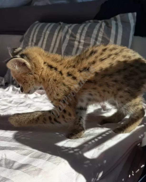 Красивый, хорошо социализированный сервал готов стать частью своей семьи.