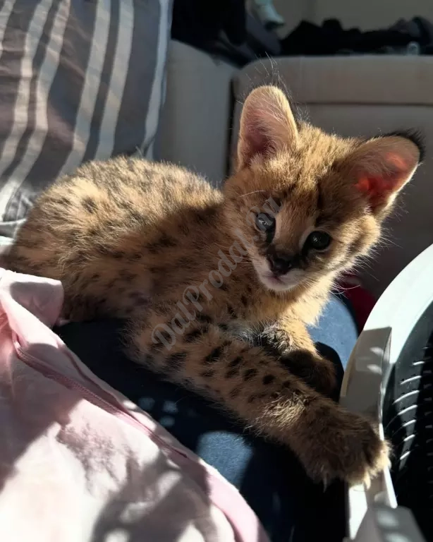 Красивый, хорошо социализированный сервал готов стать частью своей семьи.